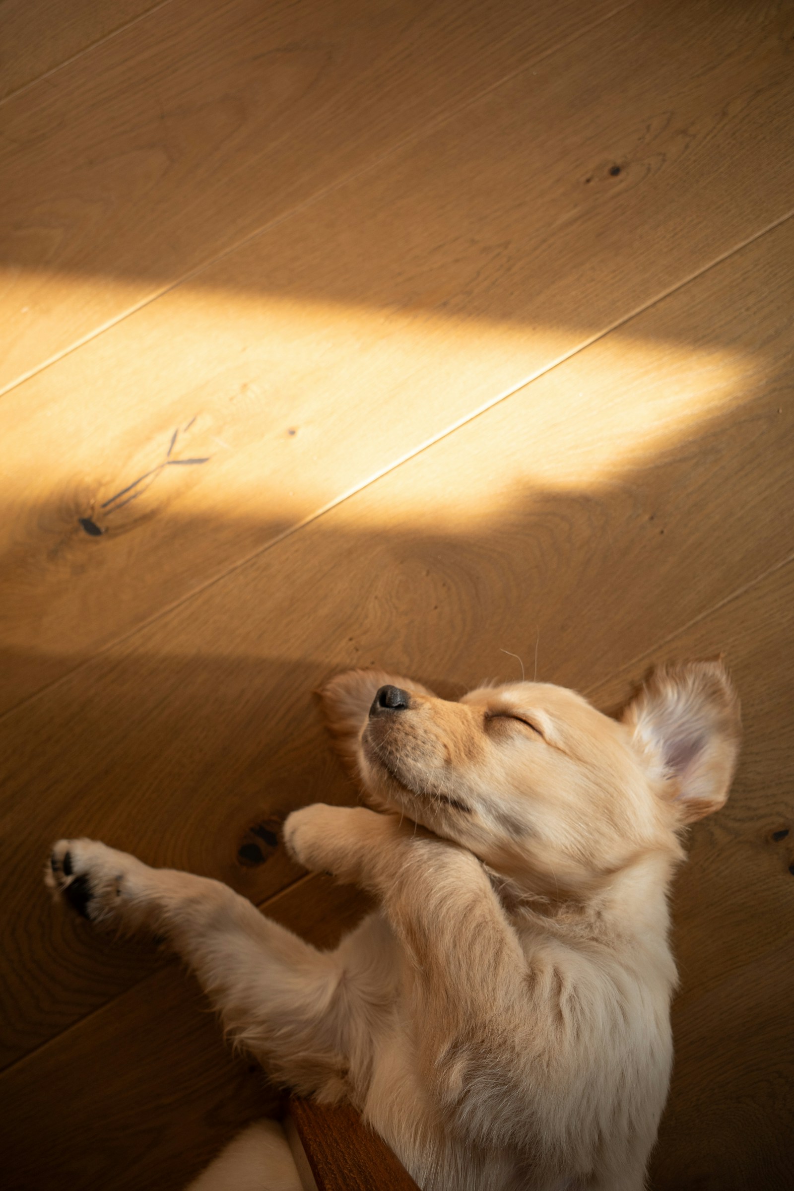 Mi cachorro llora por la noche: cómo ayudarle