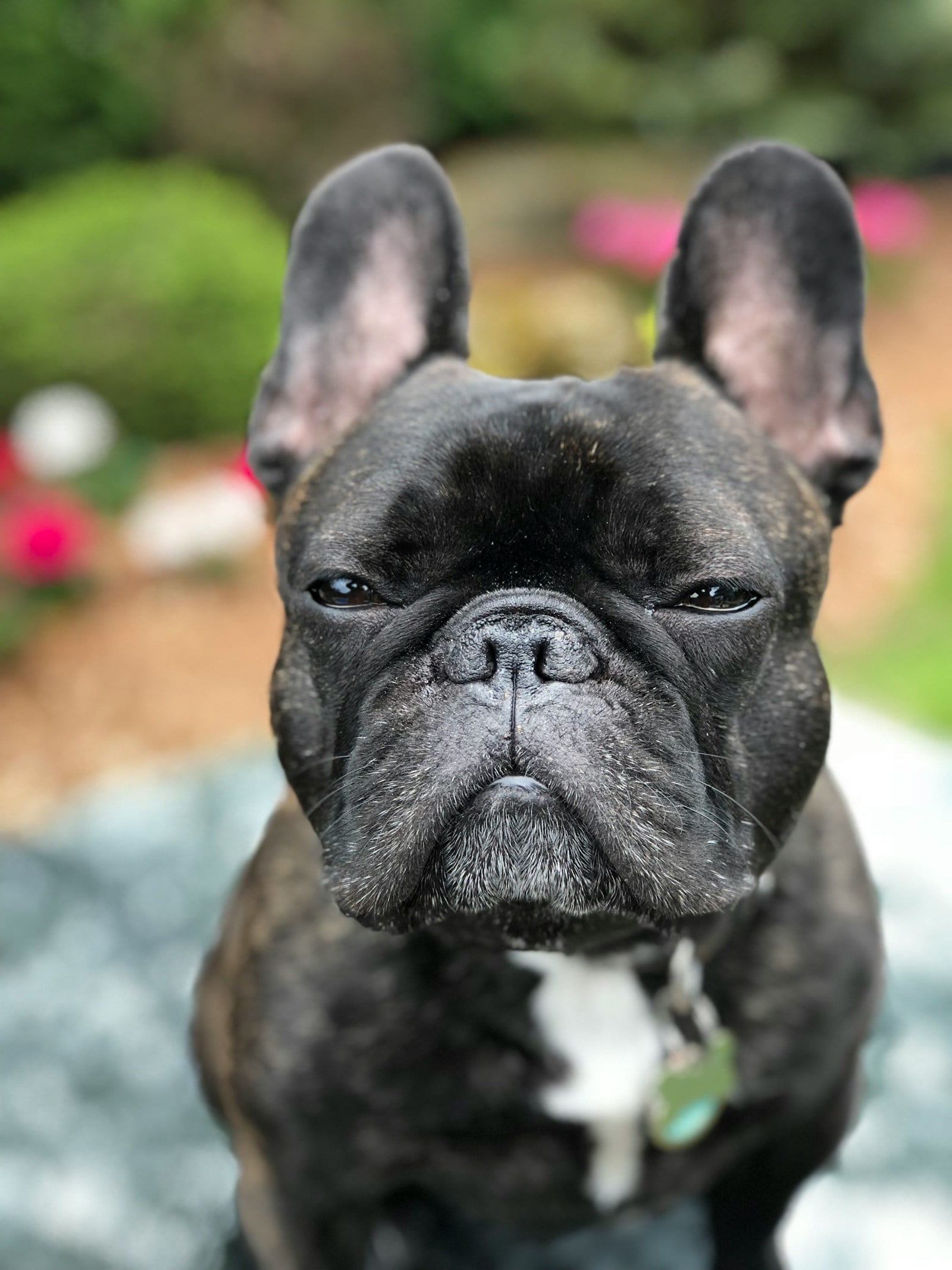 Bulldog francés: problemas de salud frecuentes