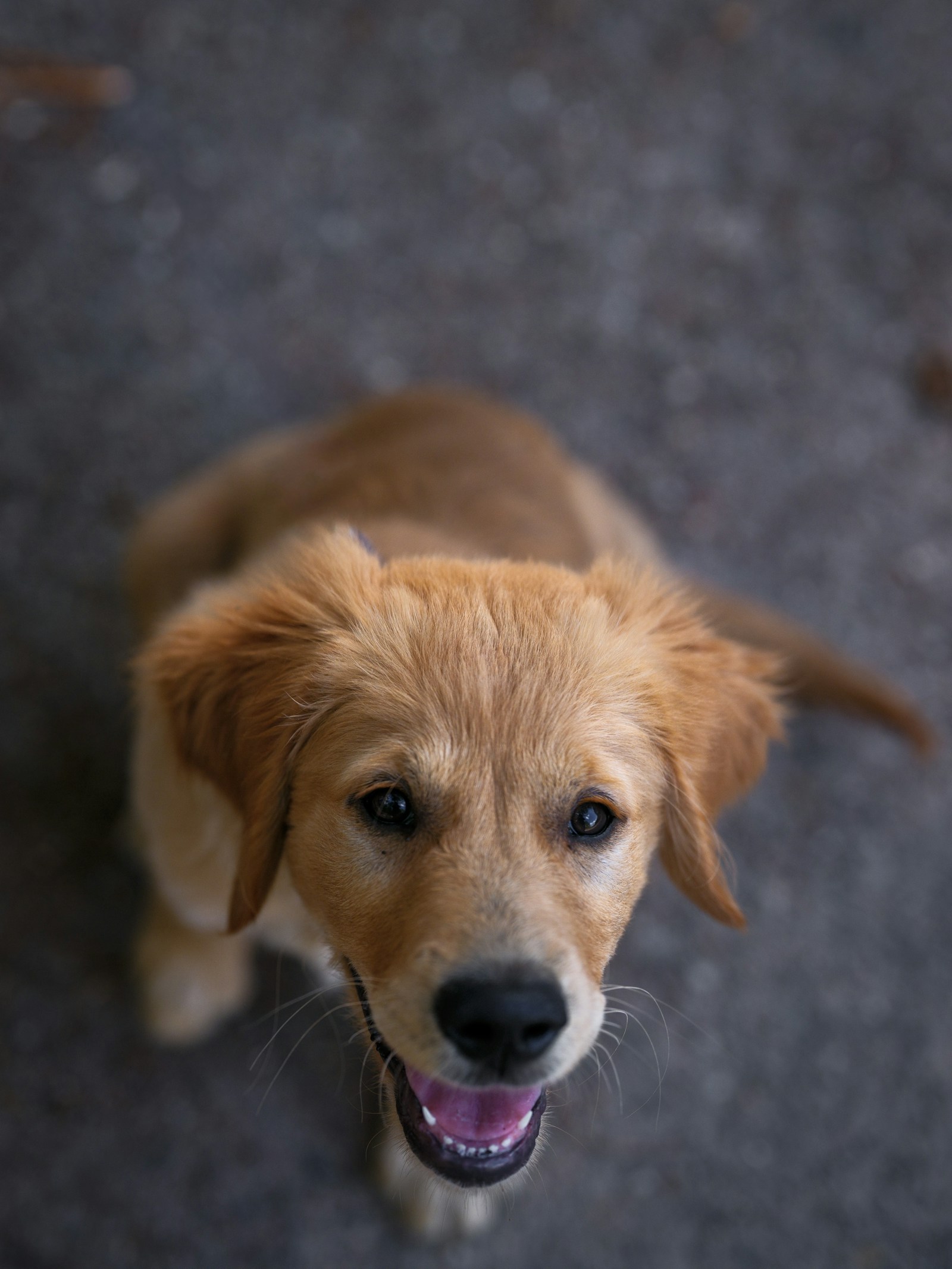 ¿Cuántas veces hay que desparasitar a un cachorro?
