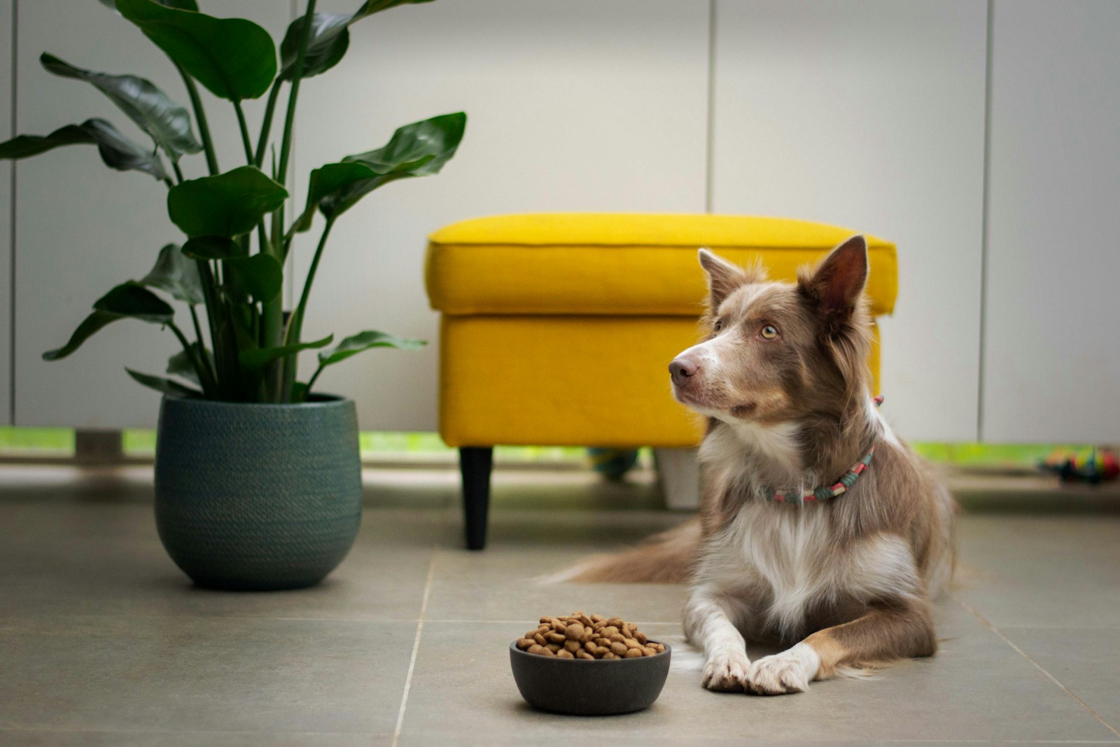 Mi cachorro no quiere comer: posibles causas