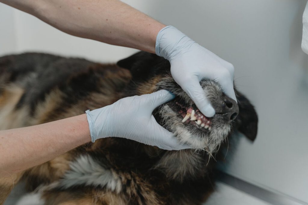 Revisión dental de un perro
