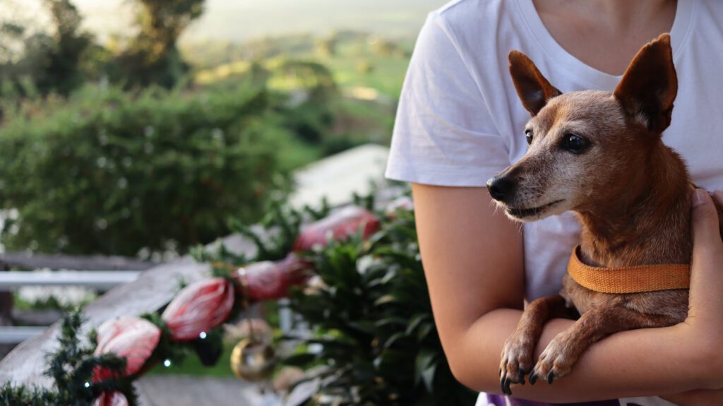 Persona abrazando a su perro con cariño