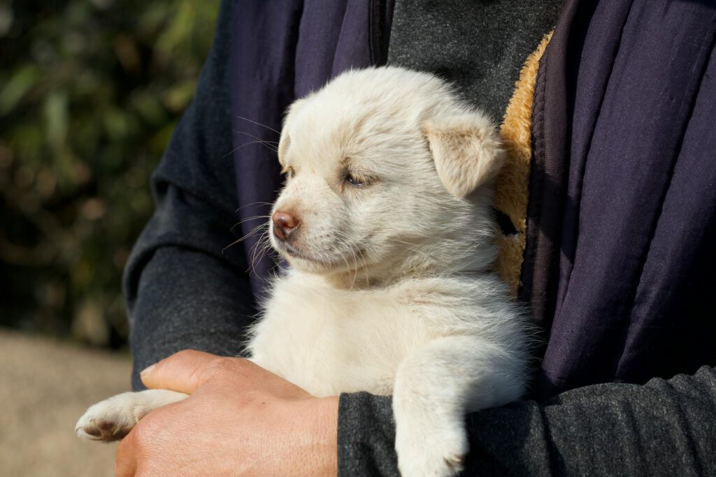 Cachorro en brazos un día soleado