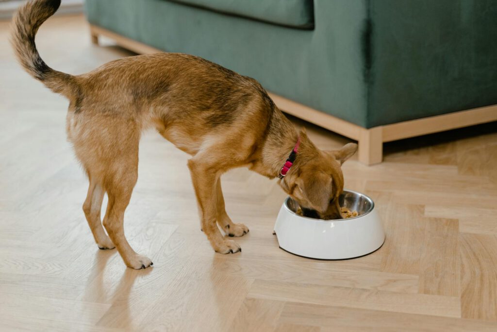 Perro comiendo de su comedero