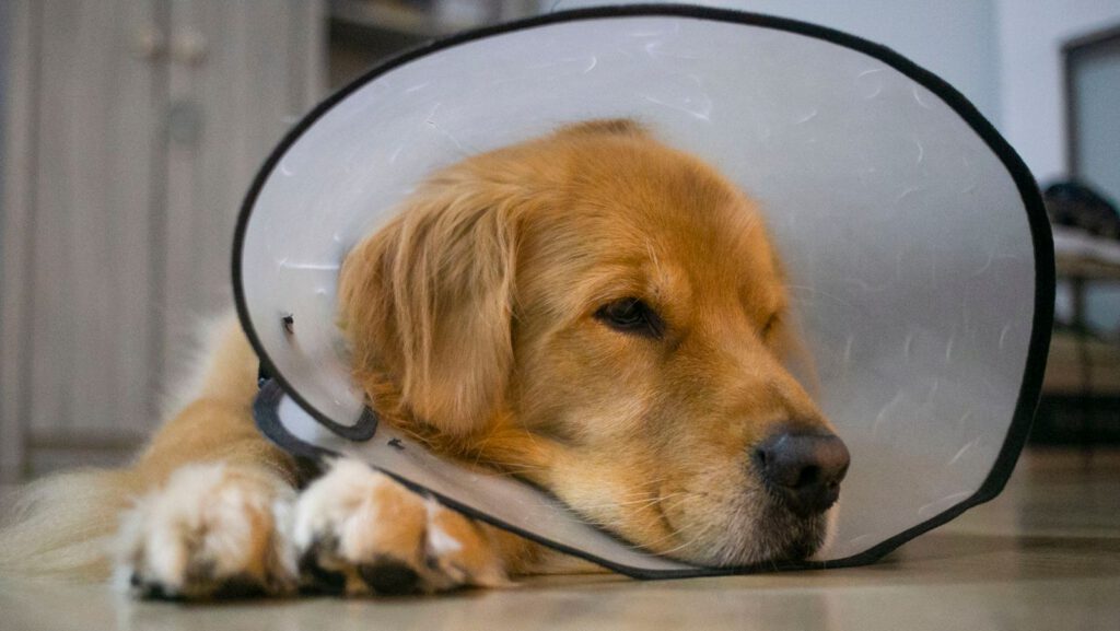 Perro descansando tranquilo durante su recuperación