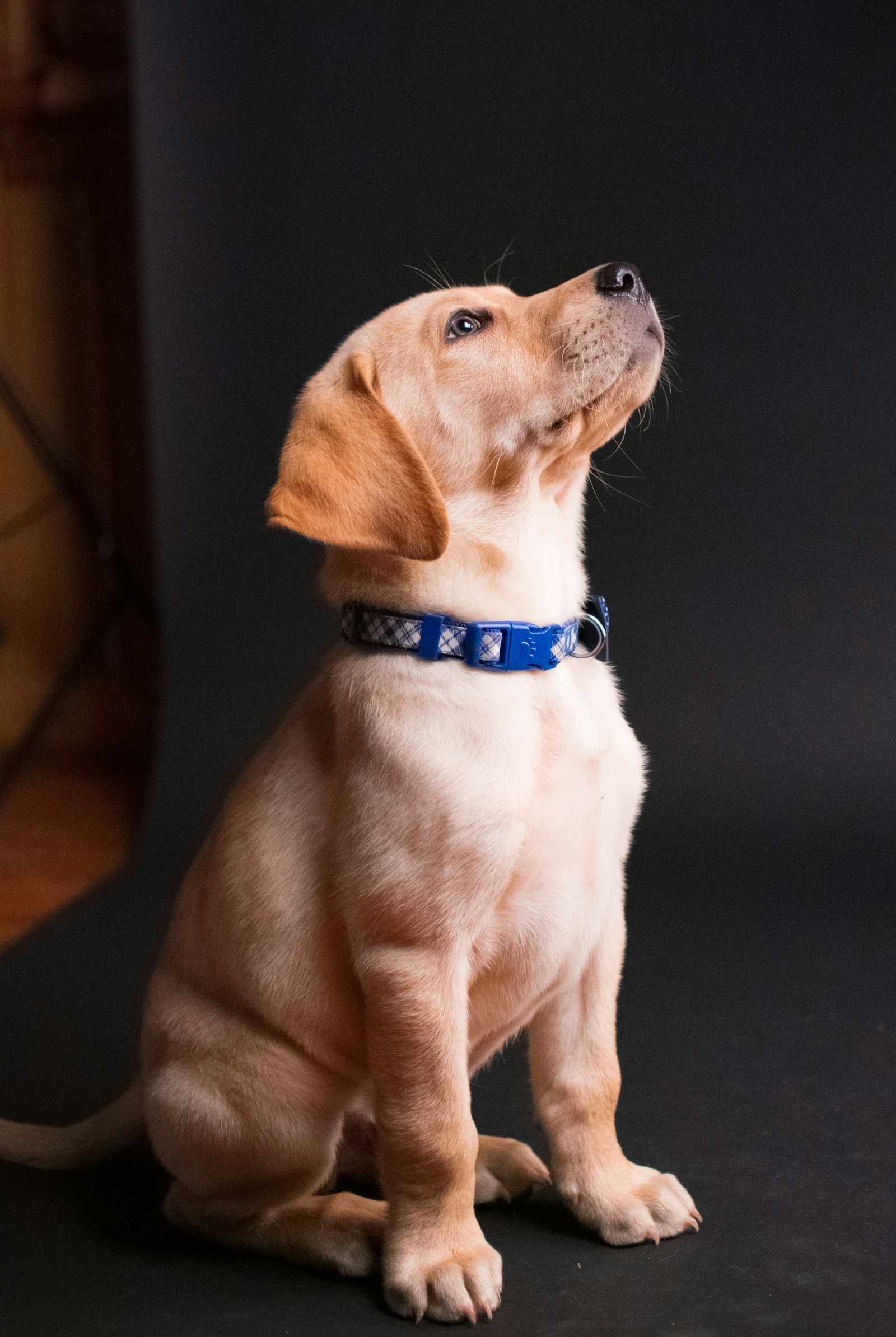 Labrador cachorro: cuidados esenciales