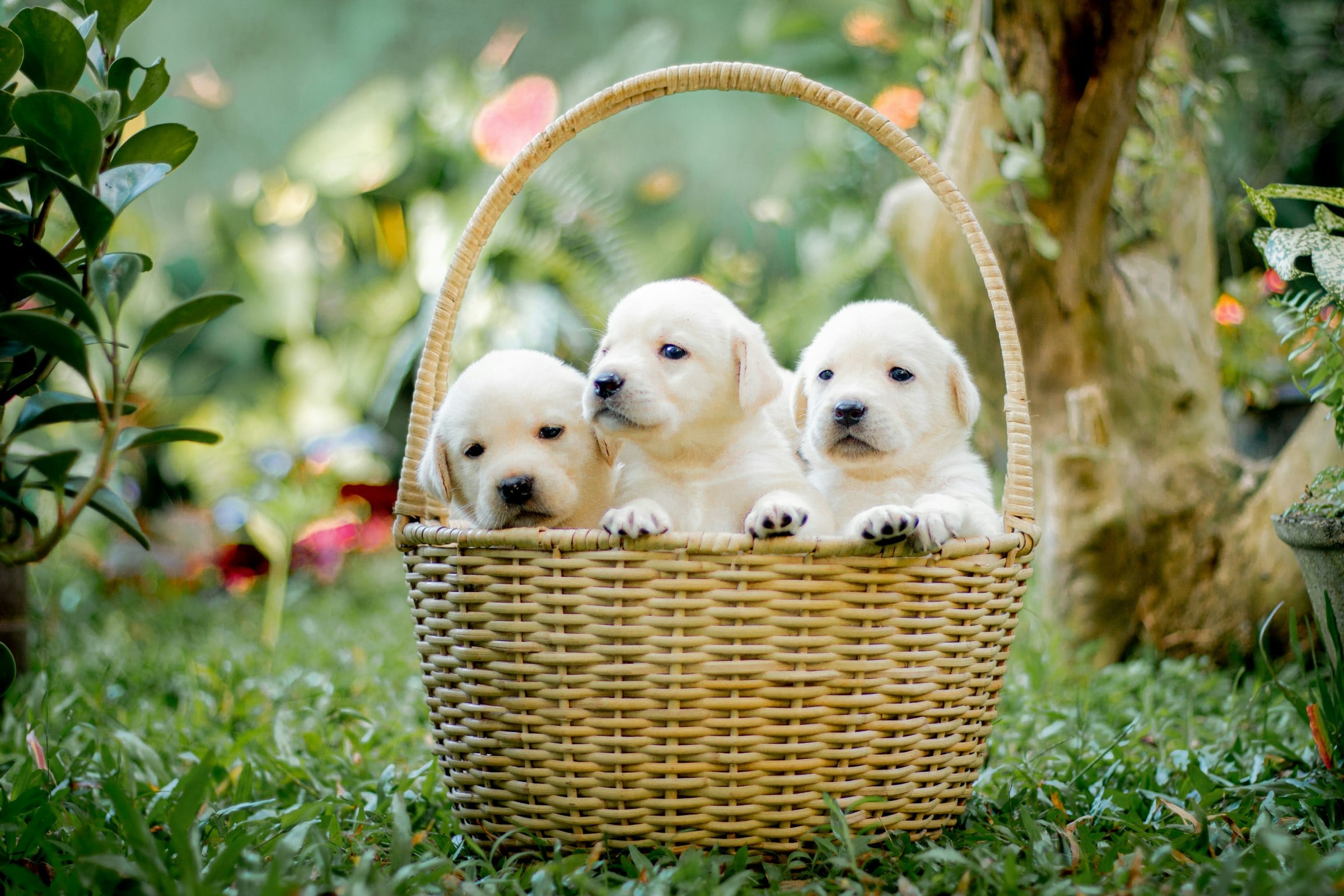Camada de cachorros de labrador en una cesta