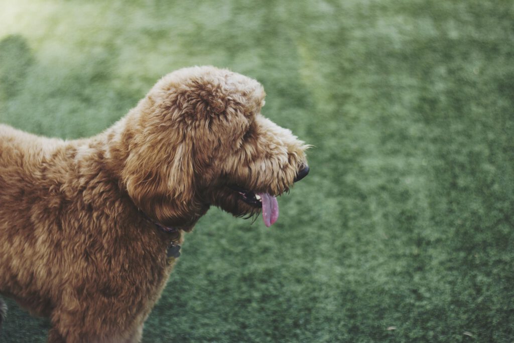 Caniche de pie en un entorno natural