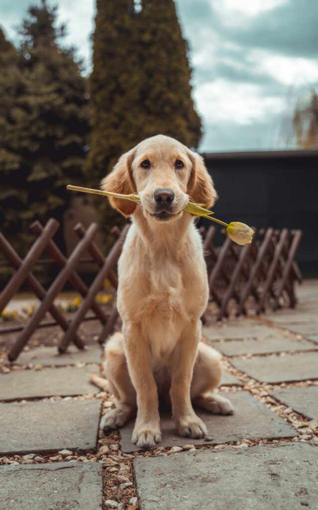 Perro feliz jugando al aire libre