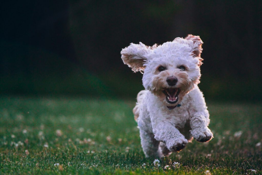 Cachorro corriendo feliz sobre la hierba