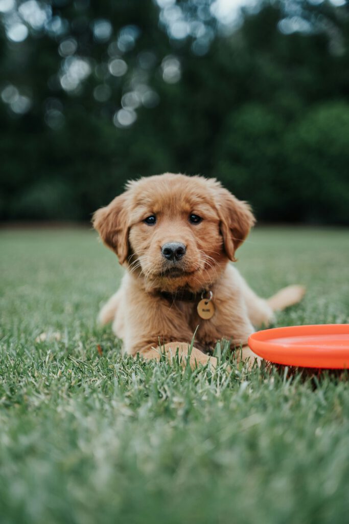 Cachorro de golden retriever sano en el campo